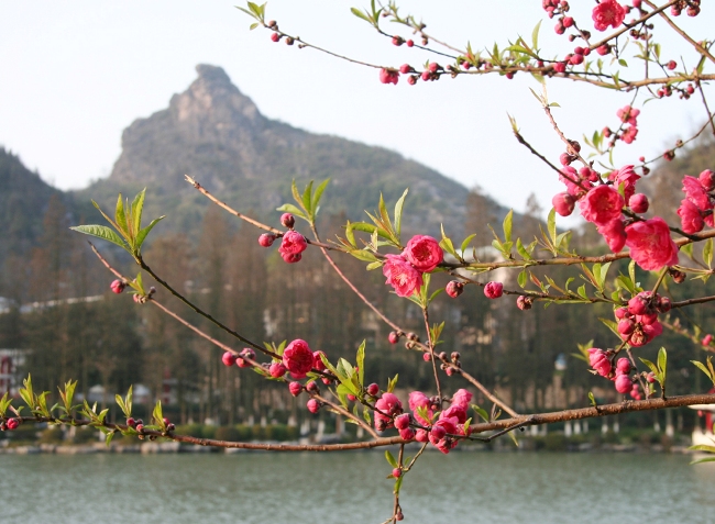 春天的美景