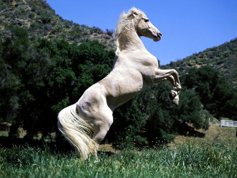 那是匹白马,毛色不算光亮,但体型很壮